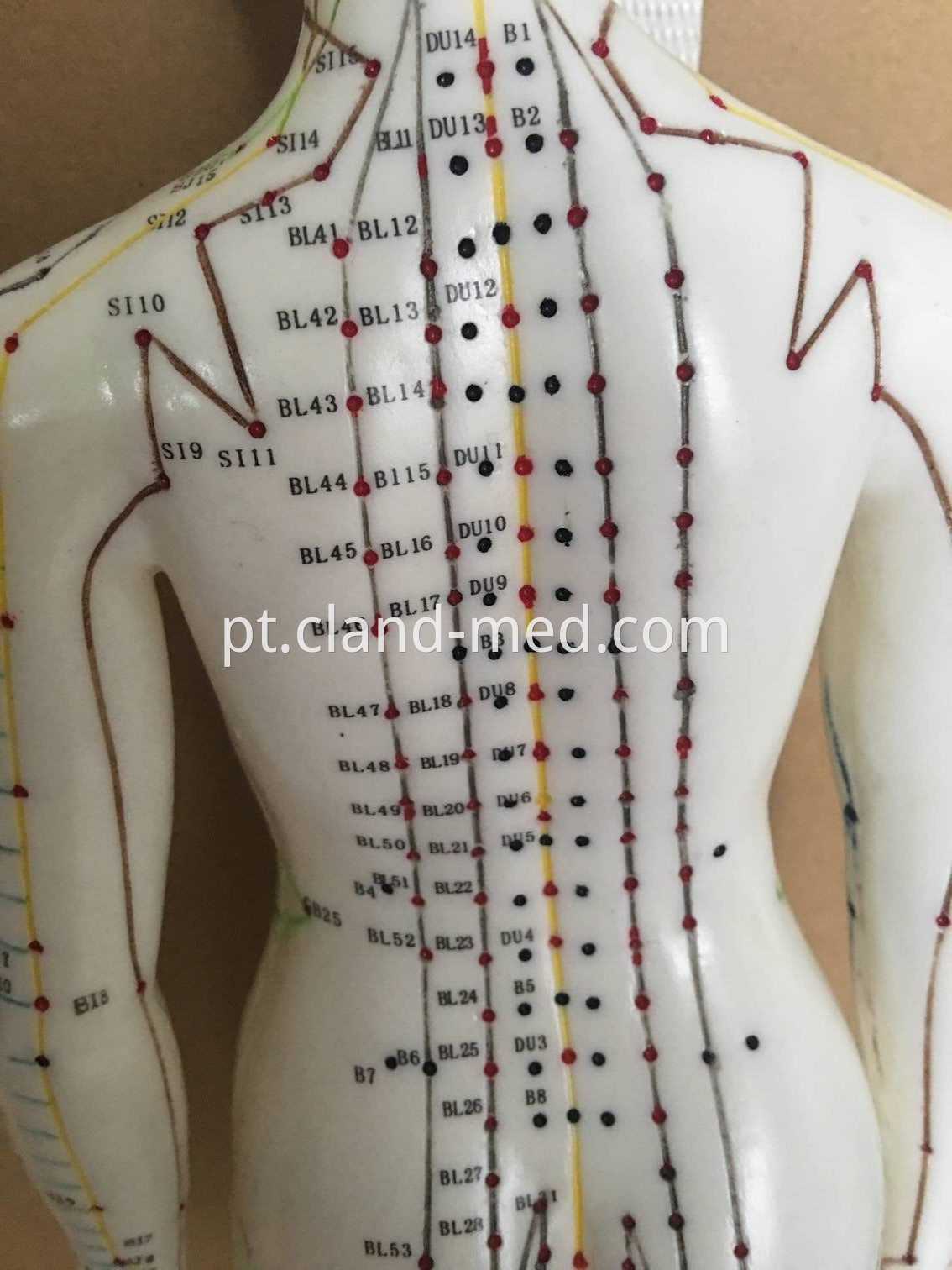 CL-MD0097 MALE ACUPUNCTURE MODEL (2)